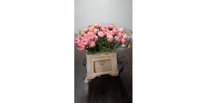 Ranunculus Kl Venere Xl 45cm A1