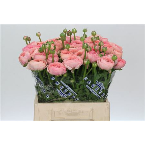 Ranunculus Clooney Venere Extra 45cm A1