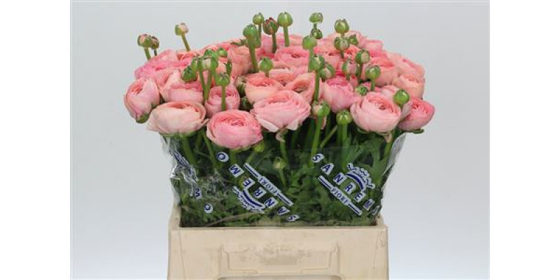 Ranunculus Clooney Venere Extra 45cm A1