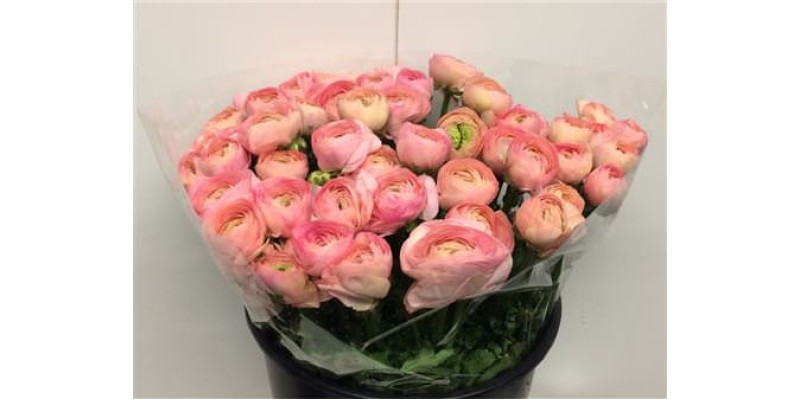 Ranunculus Su Sr Venere Super 40 cm A1