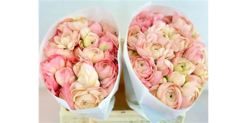 Ranunculus Clooney Venere 45 cm A1