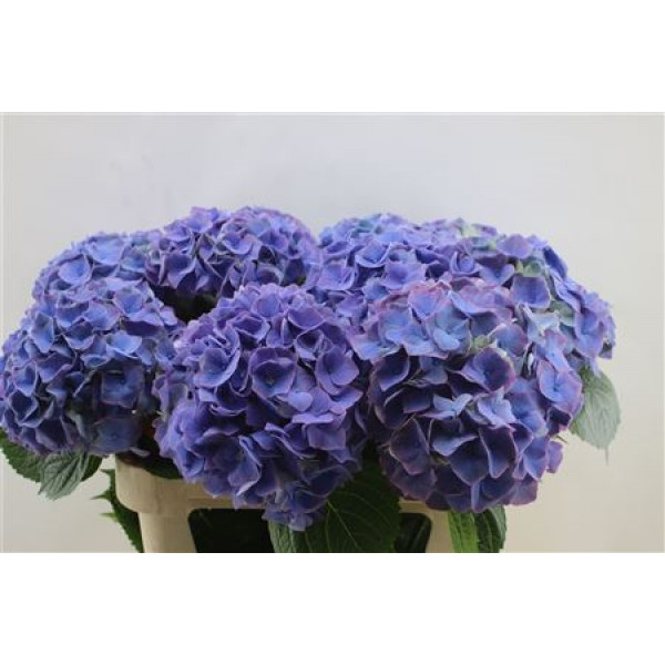 Hydrangea M My Riviera  80cm A1