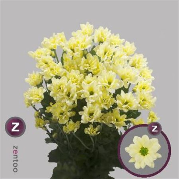 Chrysanthemums T Kennedy Cream 70cm A1 Col-Cream