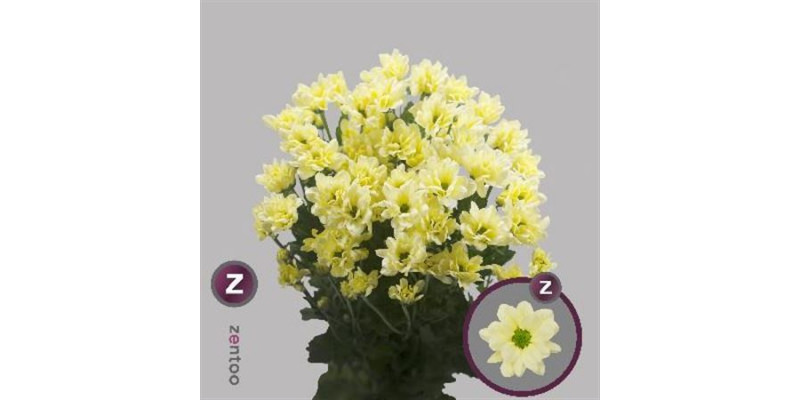 Chrysanthemums T Kennedy Cream 70cm A1 Col-Cream