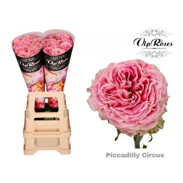 Rose Gr Vip Piccadilly Circus 50cm A1