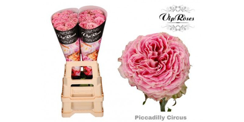 Rose Gr Vip Piccadilly Circus 50cm A1