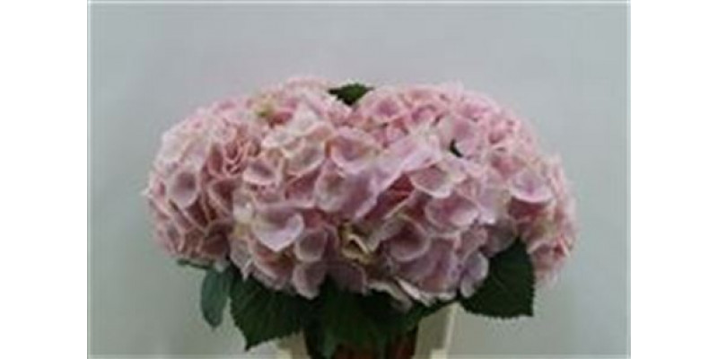 Hydrangea M Pinktouch 60cm 60cm A1