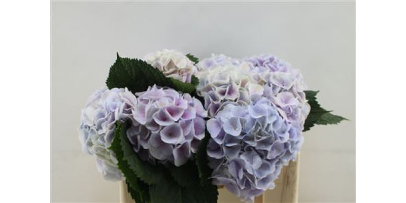 Hydrangea M Pinktouch Milka 50cm 50cm A1