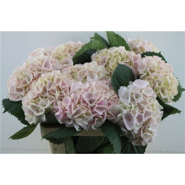 Hydrangea M Pinktouch 60-19 60 cm A1