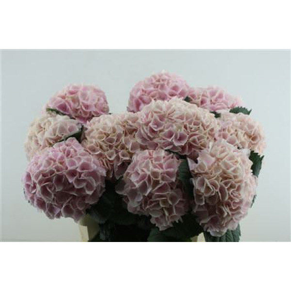 Hydrangea M Pinktouch 80-22 80 cm A1