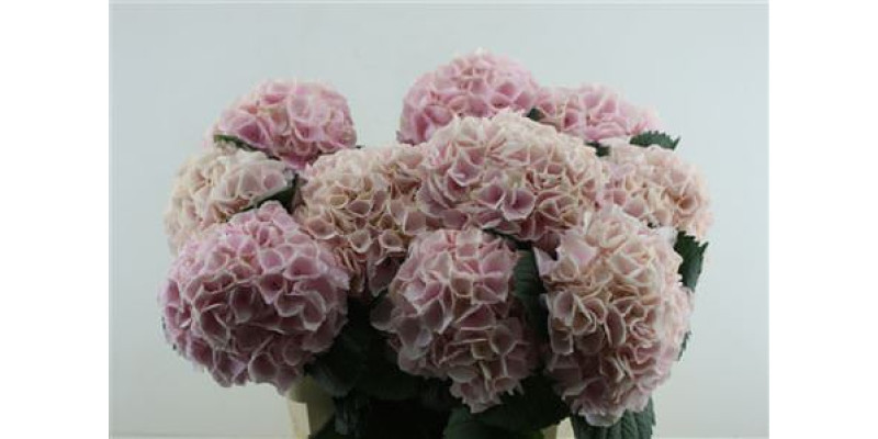 Hydrangea M Pinktouch 80-22 80 cm A1