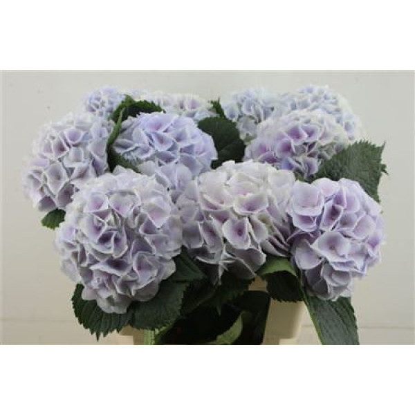 Hydrangea M Pinktouch Lilac 60-19 60 cm  A1