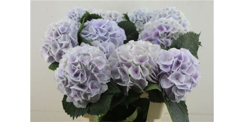 Hydrangea M Pinktouch Lilac 60-19 60 cm  A1