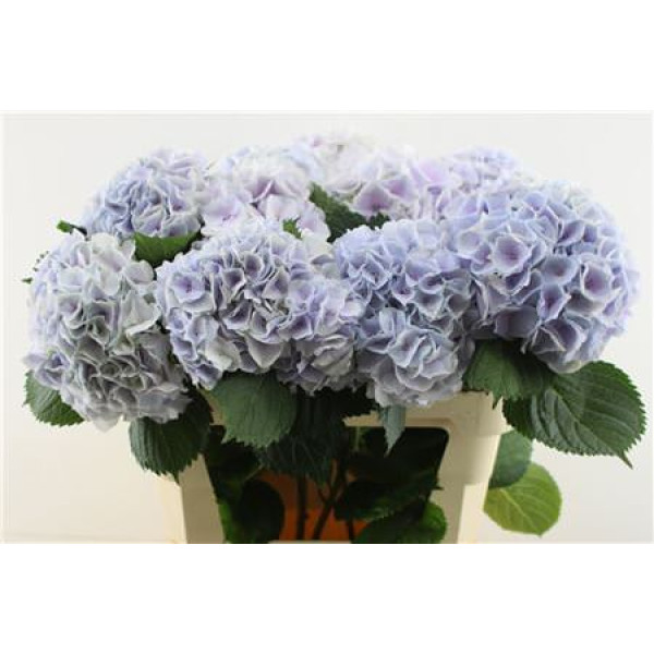 Hydrangea M Pinktouch Lilac 80-22 80 cm  A1