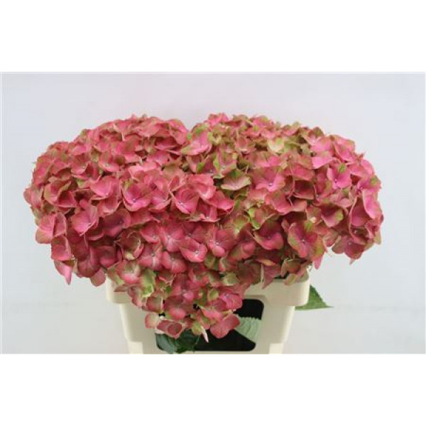 Hydrangea M My Inferno 60cm 60cm A1