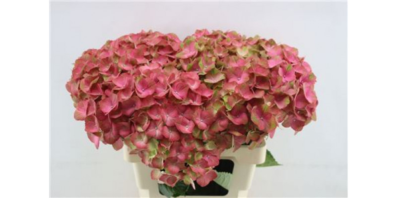 Hydrangea M My Inferno 60cm 60cm A1