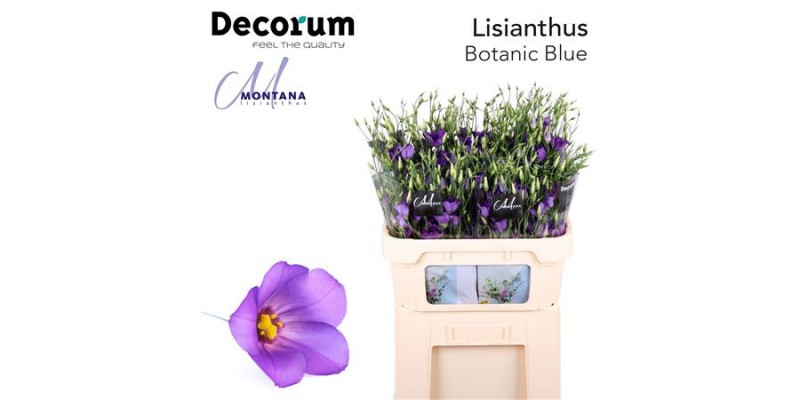 Lisianthus Botanic Blue 75cm A1