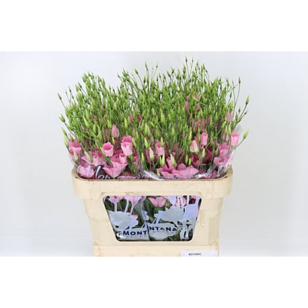 Lisianthus E Botanic Pink 75cm A1 Col-Pink