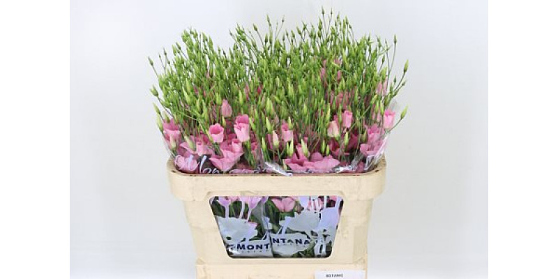 Lisianthus E Botanic Pink 75cm A1 Col-Pink