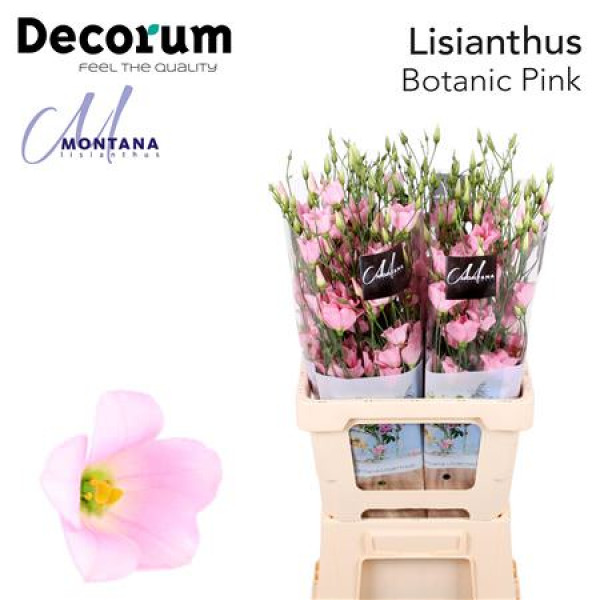 Lisianthus Botanic Pink 75cm A1