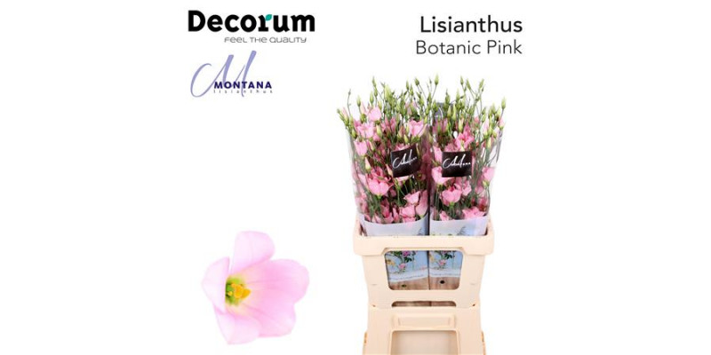 Lisianthus Botanic Pink 75cm A1