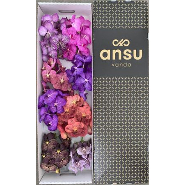 Orchid Vanda Mix X8 25 cm A1