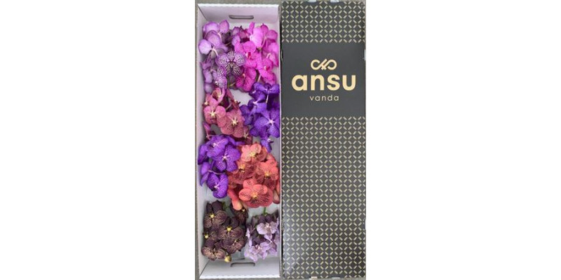 Orchid Vanda Mix X8 25 cm A1