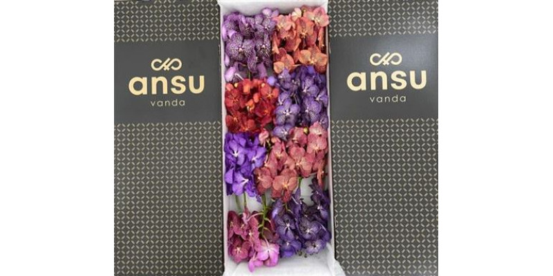 Orchid Vanda mix X16 25 cm A1