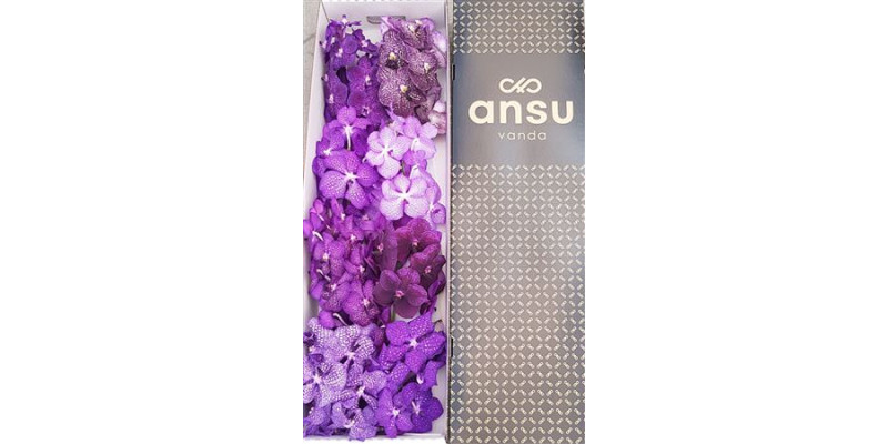 Orchid Vanda Purple mix X8 25 cm A1