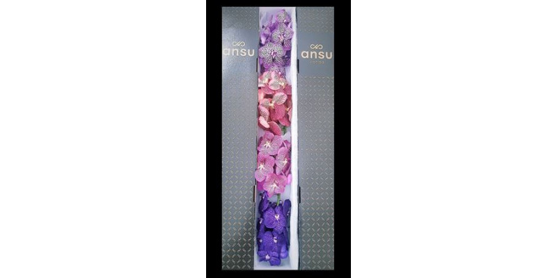 Orchid Vanda Weekmix X4 25 cm A1