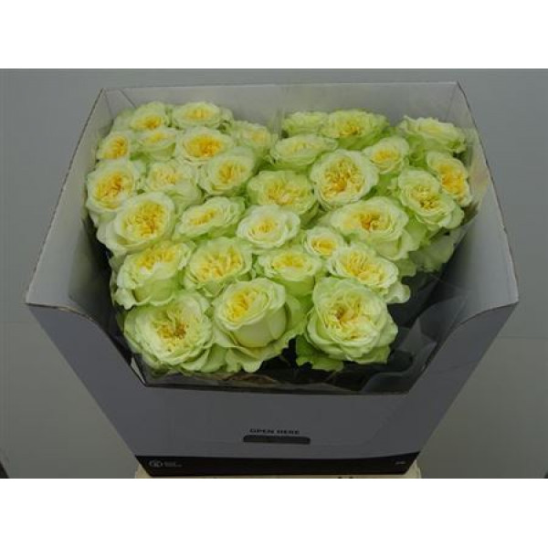 Rose Gr Garden Country Wedding 60cm A1