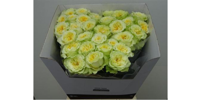 Rose Gr Garden Country Wedding 60cm A1