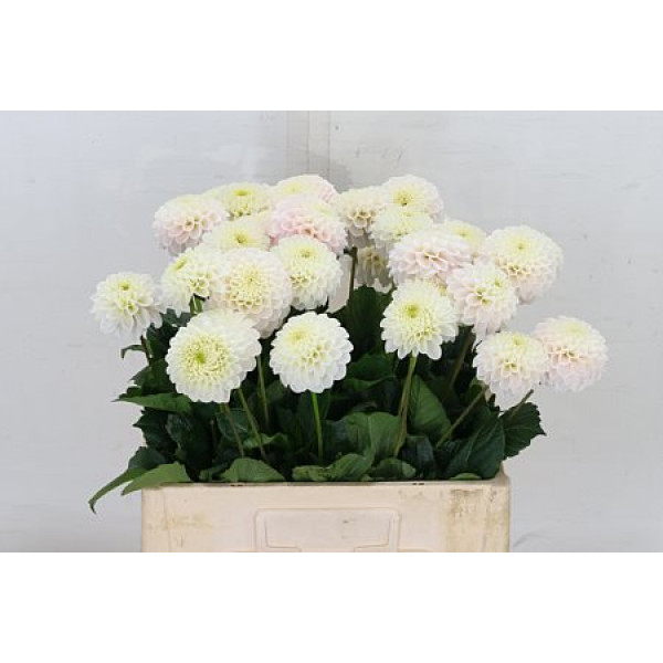 Dahlia Light Wizard 60cm A1