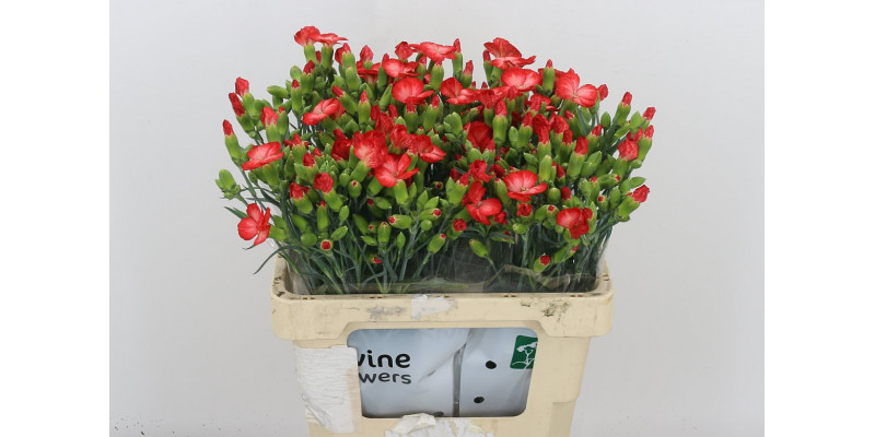 Dianthus Solomio Clif 60 A1Cerise