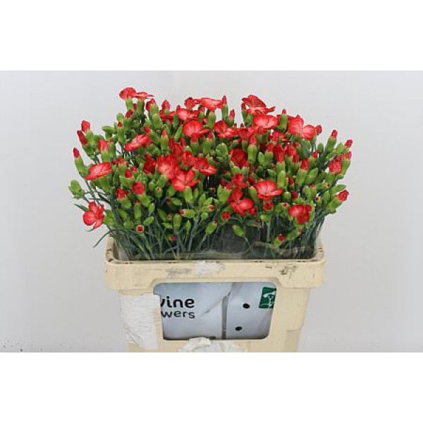 Dianthus S Clif 60cm 0