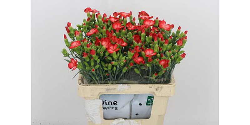 Dianthus S Clif 60cm 0