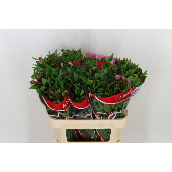 Alstromeria Forza 75cm A1 Col-Red