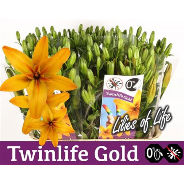 Lillys La Twinlife Gold 4Plus 85cm A1