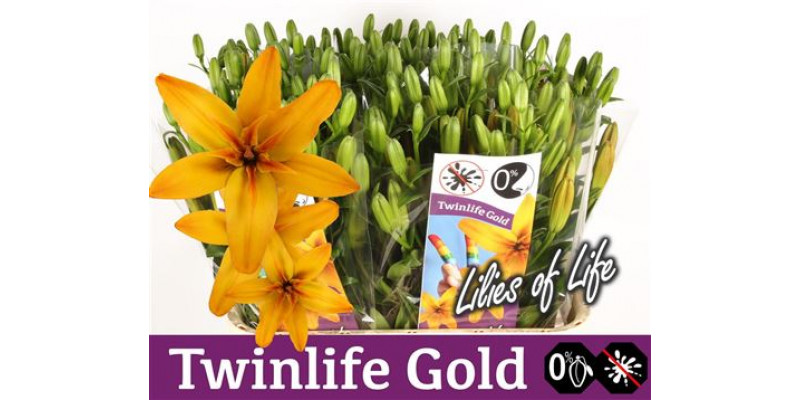 Lillys La Twinlife Gold 4Plus 85cm A1