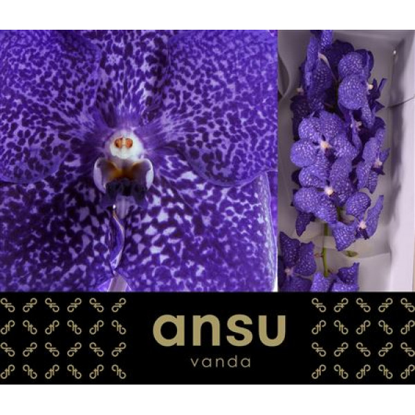 Orchid Vanda Sunanda Blueberry Smoothie A1 Col-Blue