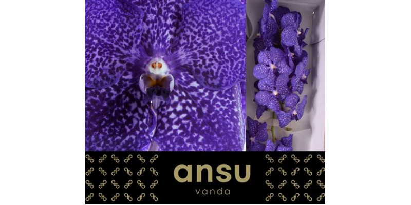 Orchid Vanda Sunanda Blueberry Smoothie  A1