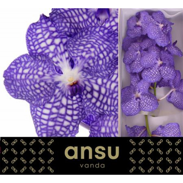 Orchid Vanda Kanchana China Blue 32cm A1