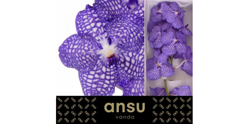 Orchid Vanda Kanchana China Blue 32cm A1