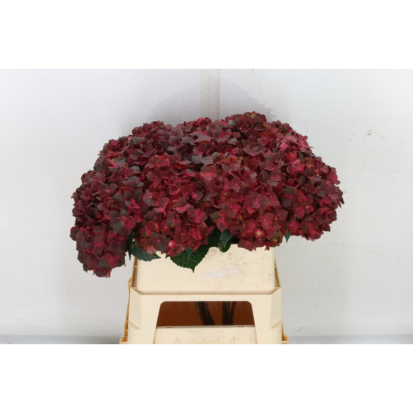 Hydrangea M Mag Chocolate 50cm A1 Col-Red Green