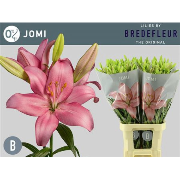 Lillys La Jomi 95cm A1