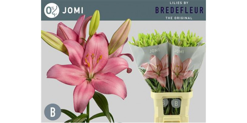 Lillys La Jomi 95cm A1