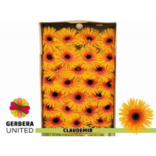 Gerbera Claudemir Doos 45cm A1