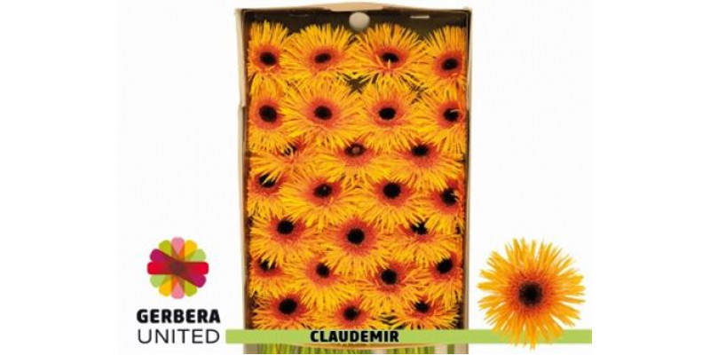 Gerbera Claudemir Doos 45cm A1