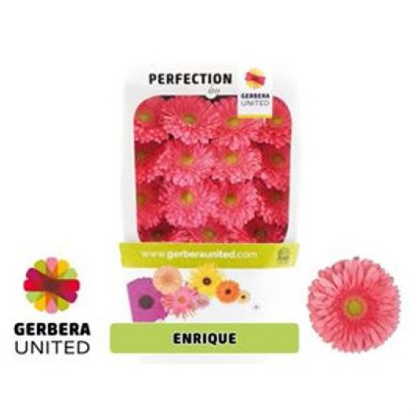 Gerbera Enrique 50cm A1