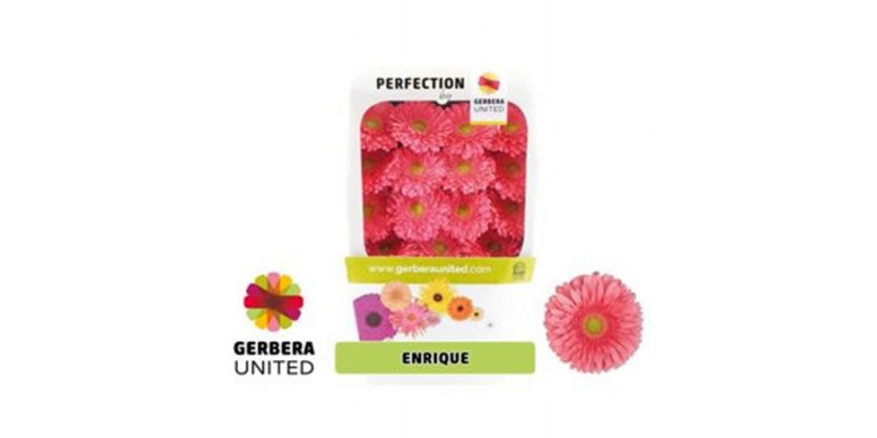 Gerbera Enrique 50cm A1